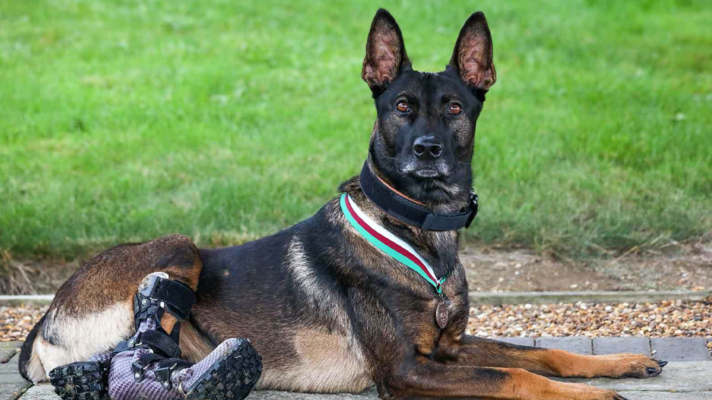 Der Vorsitzende von Smart Paws spielt eine entscheidende Rolle bei der Behandlung von einem Hunde-Militärhelden